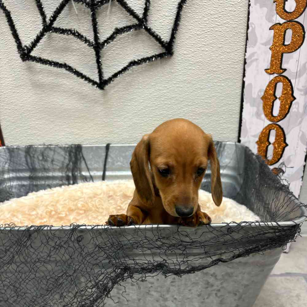 Male Dachshund puppy named Apollo for sale at Puppy Dreams - Junction City.