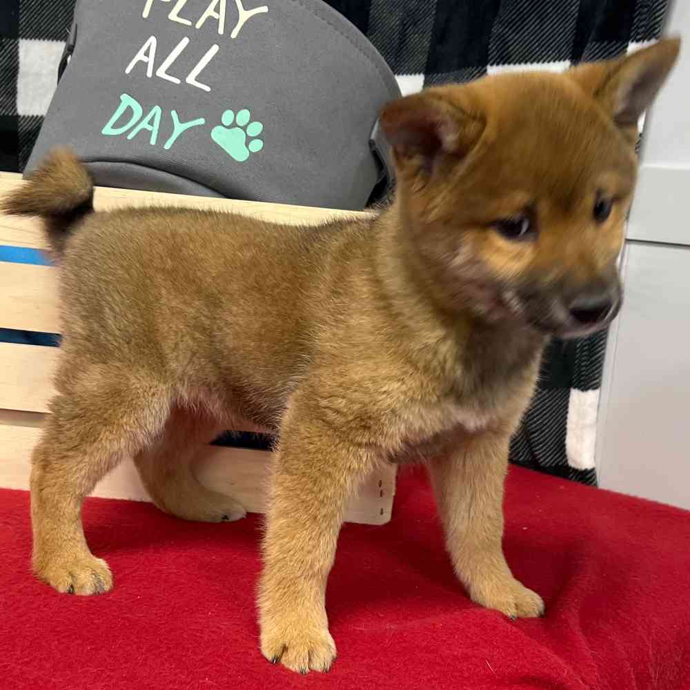 Male Shiba Inu puppy named Kenji for sale at Puppy Dreams - Junction City.