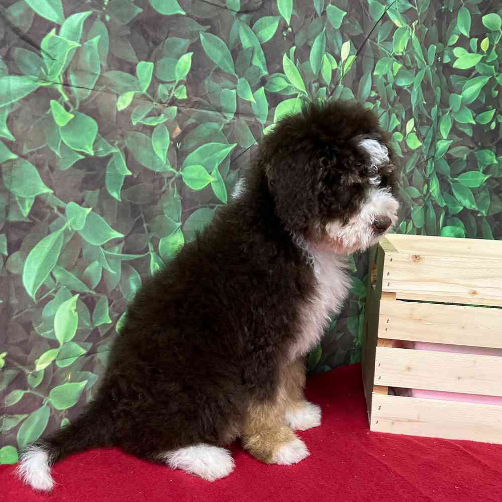 Male Bernedoodle puppy named Barney Fife for sale at Puppy Dreams - Junction City.