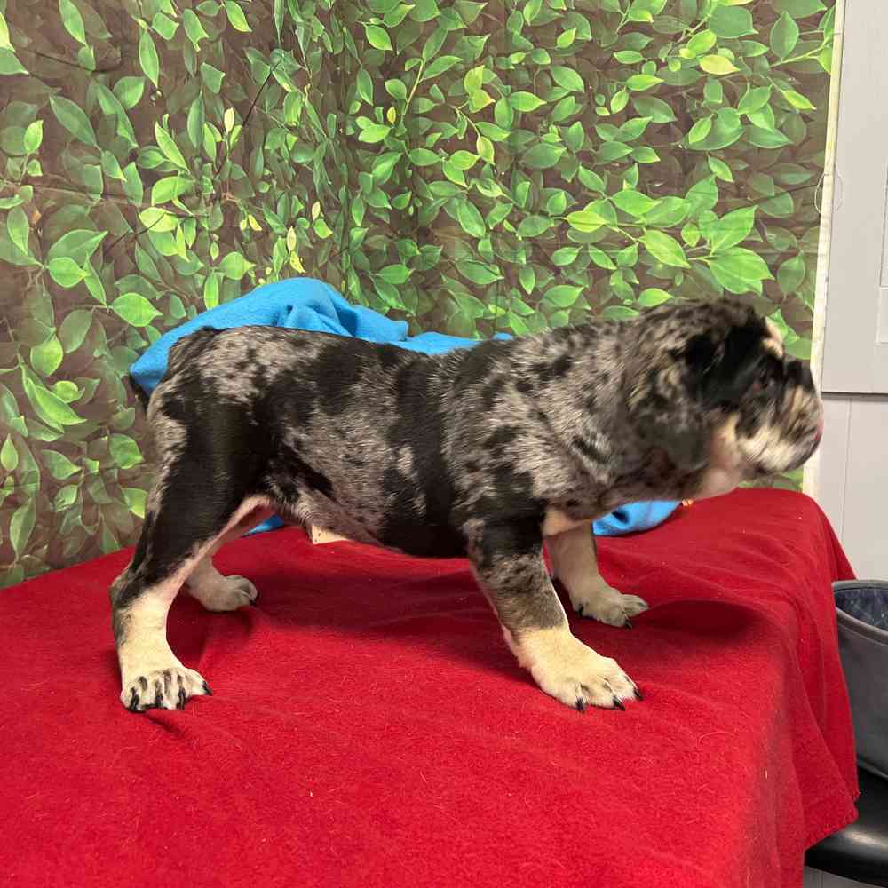 Male English Bulldog puppy named Waffles for sale at Puppy Dreams - Junction City.