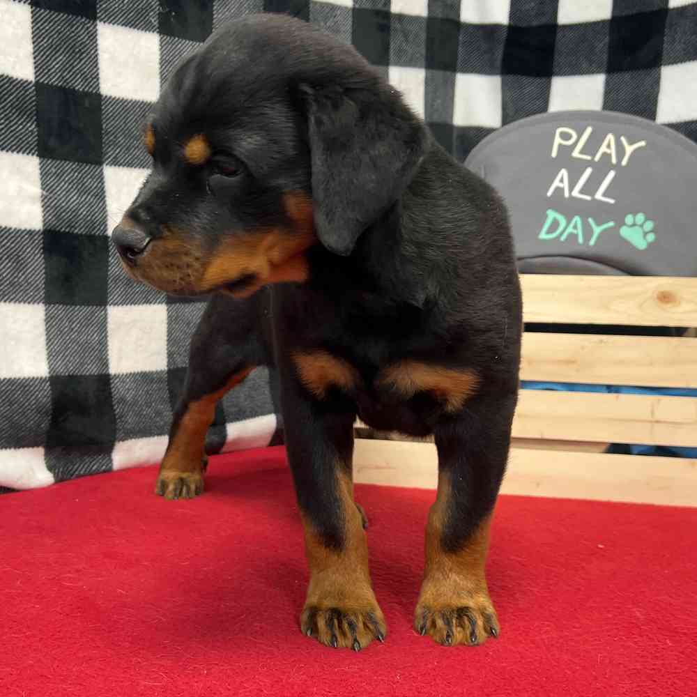 Male Rottweiler puppy named Hephaestus for sale at Puppy Dreams - Junction City.
