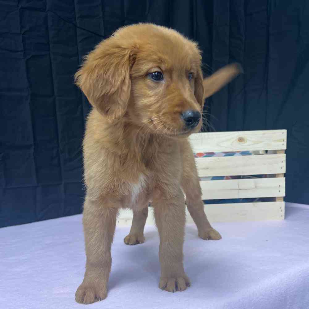 Male Golden Retriever puppy named Buddy for sale at Puppy Dreams - Junction City.