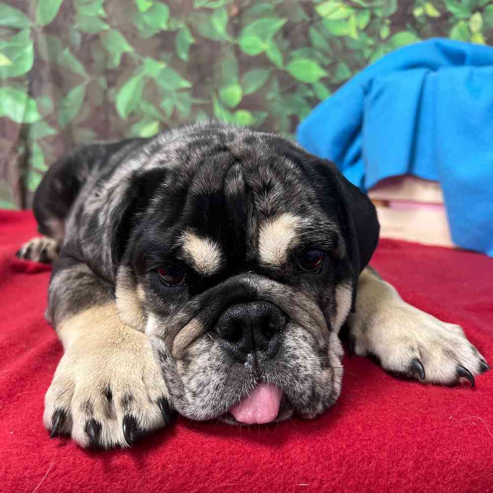 Male English Bulldog puppy named Waffles for sale at Puppy Dreams - Junction City.
