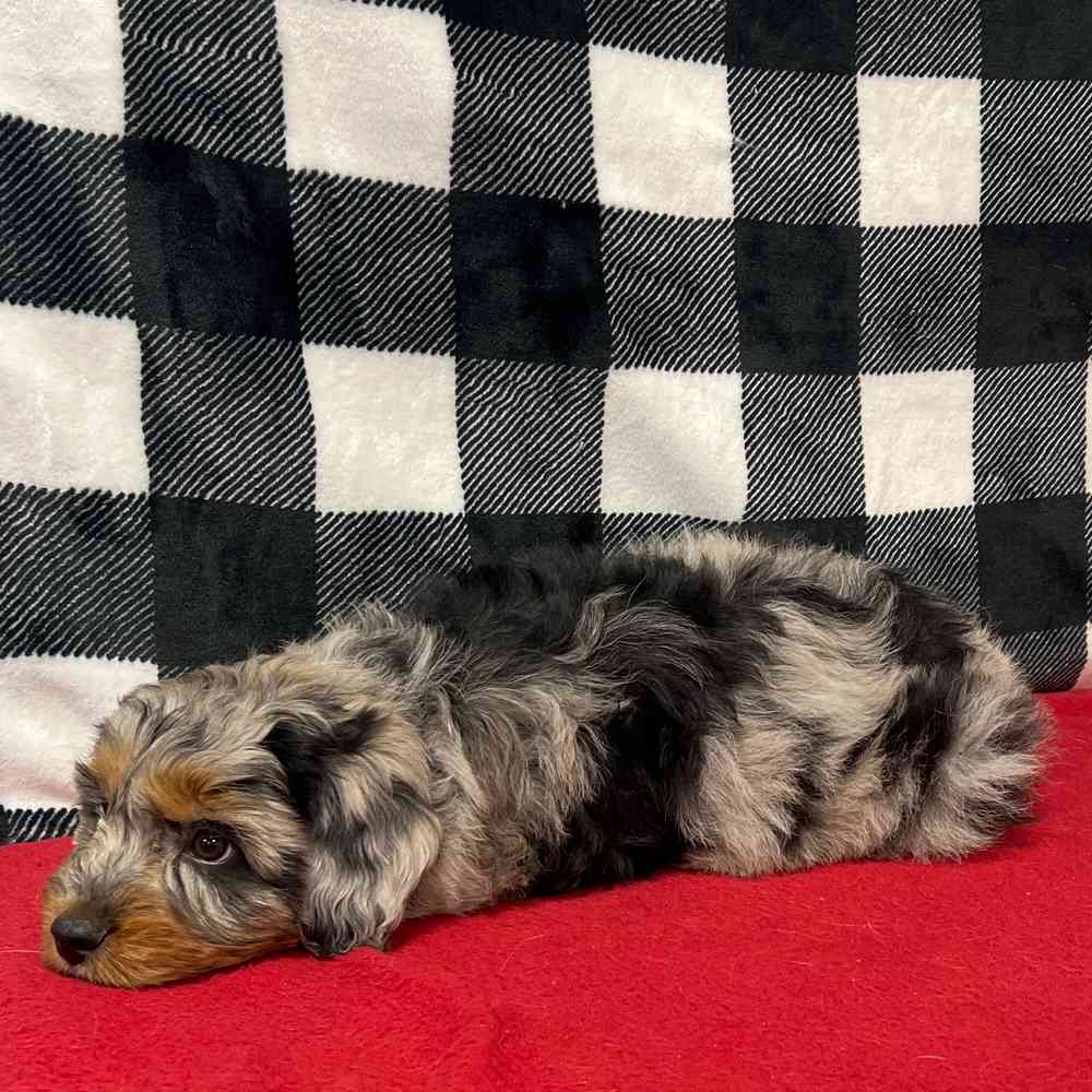 Male Mini Aussie Poo puppy named Bane for sale at Puppy Dreams - Junction City.