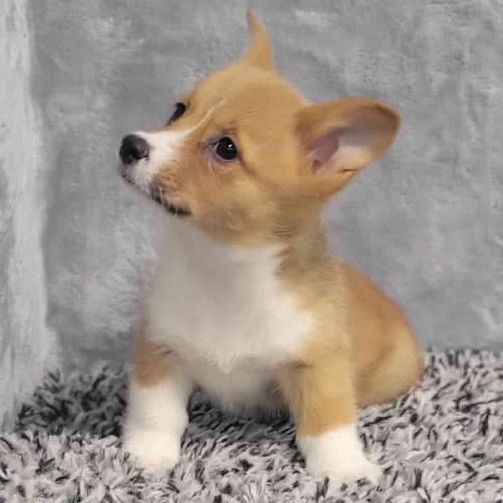 Female Pembroke Welsh Corgi puppy named Rosemary for sale at Puppy Dreams - Junction City.