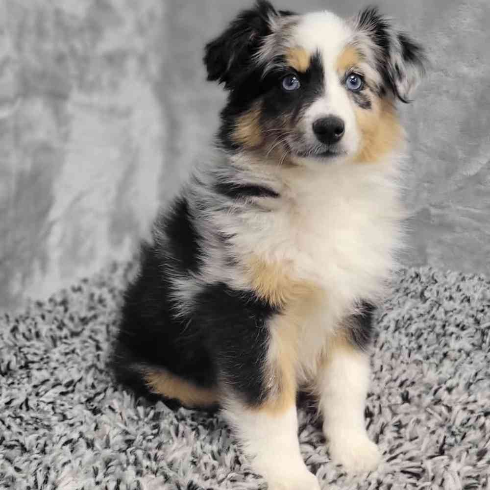 Female Mini Aussie puppy named Lilly for sale at Puppy Dreams - Junction City.