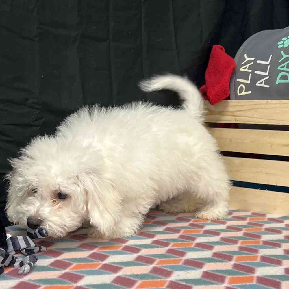 Male Bichon puppy named Benji for sale at Puppy Dreams - Junction City.
