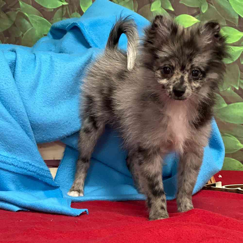 Male Pomeranian puppy named Chico for sale at Puppy Dreams - Junction City.