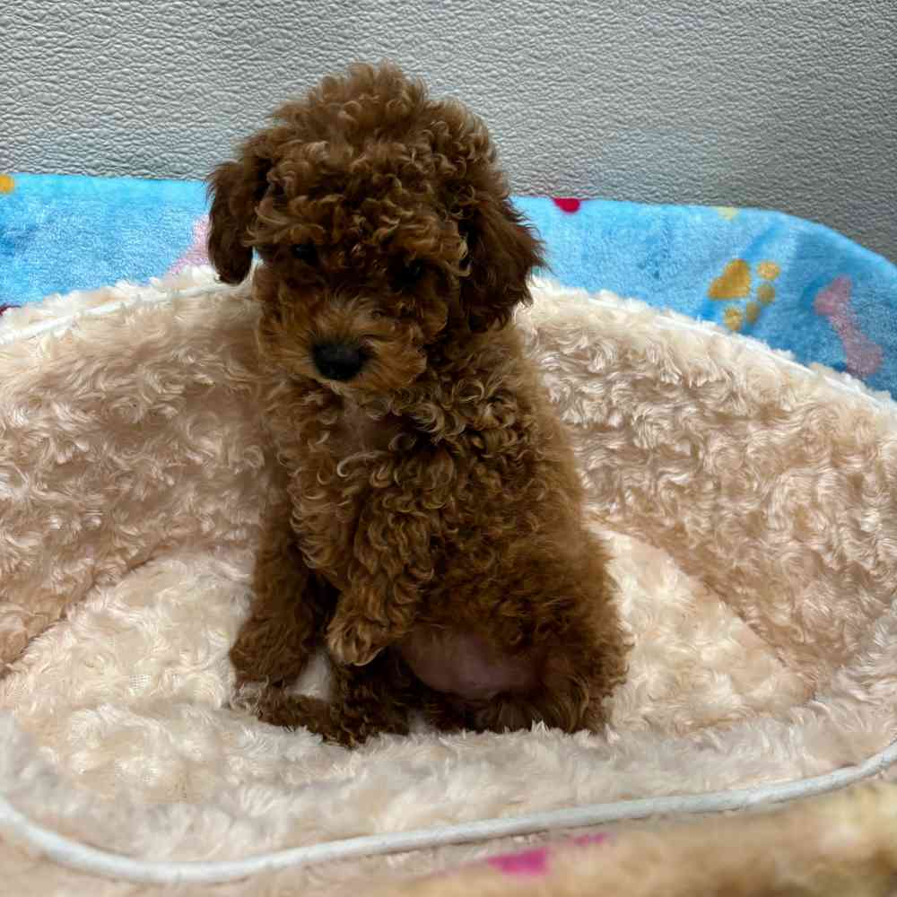 Female Bichon-Poodle puppy named Bette for sale at Puppy Dreams - Wichita West.
