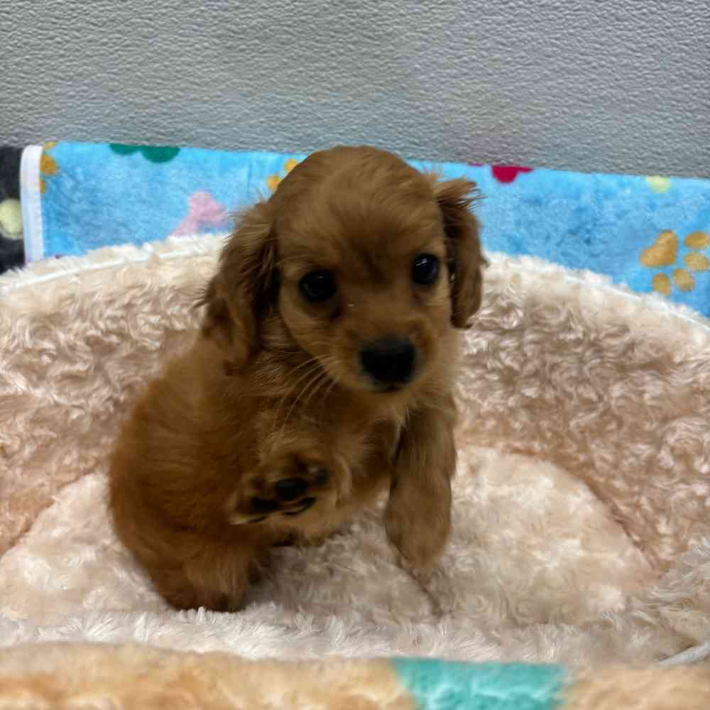 Male Cavapoo puppy named Kenneth for sale at Puppy Dreams - Wichita West.