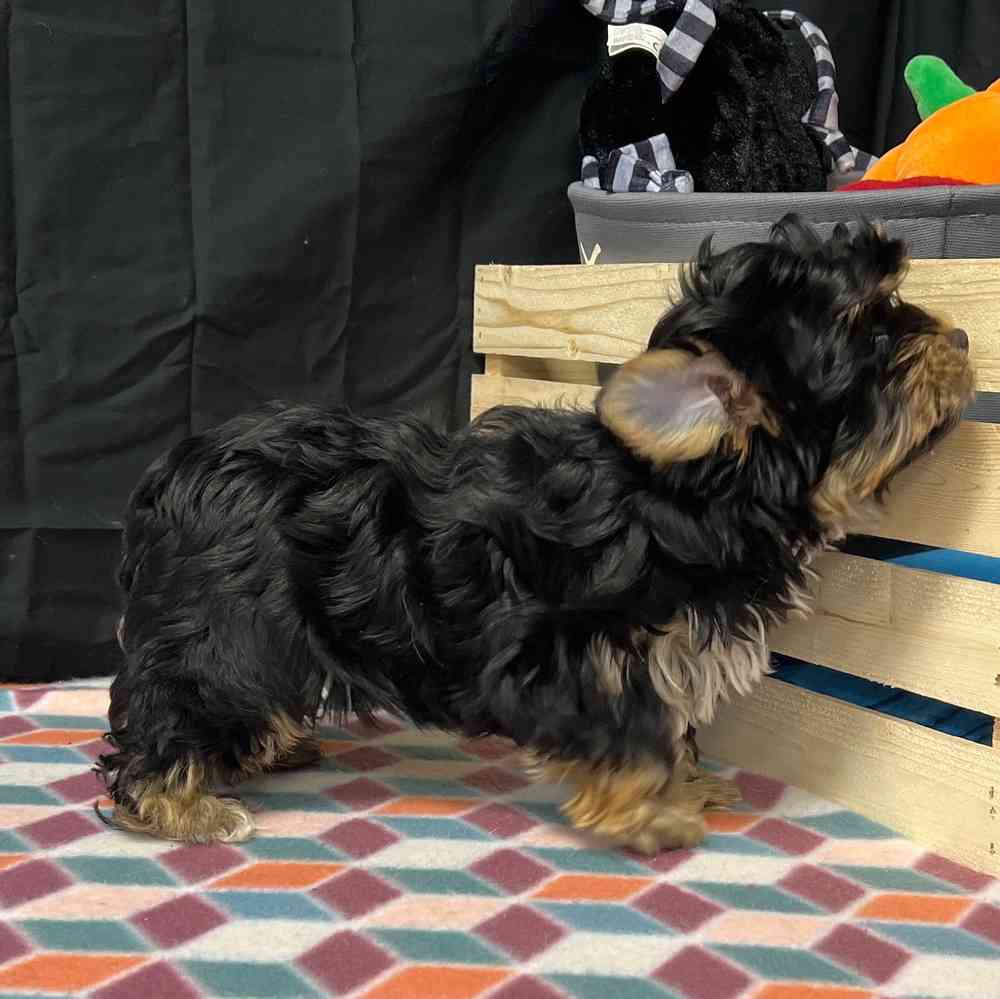 Male Yorkie puppy named Seth for sale at Puppy Dreams - Junction City.