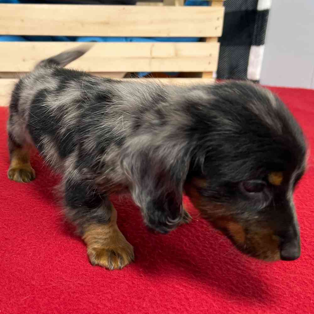 Male Dachshund puppy named Alistar for sale at Puppy Dreams - Junction City.