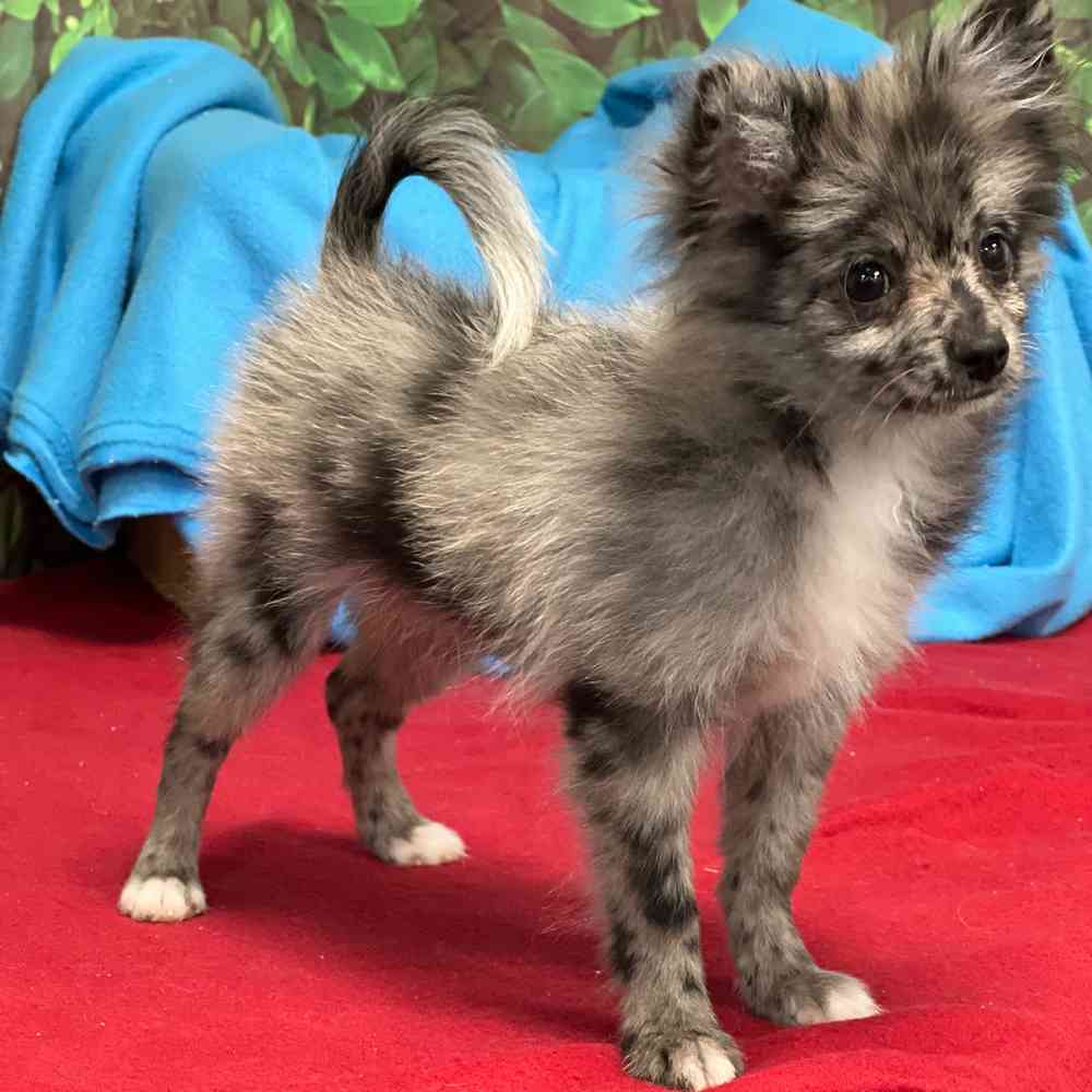 Male Pomeranian puppy named Chico for sale at Puppy Dreams - Junction City.