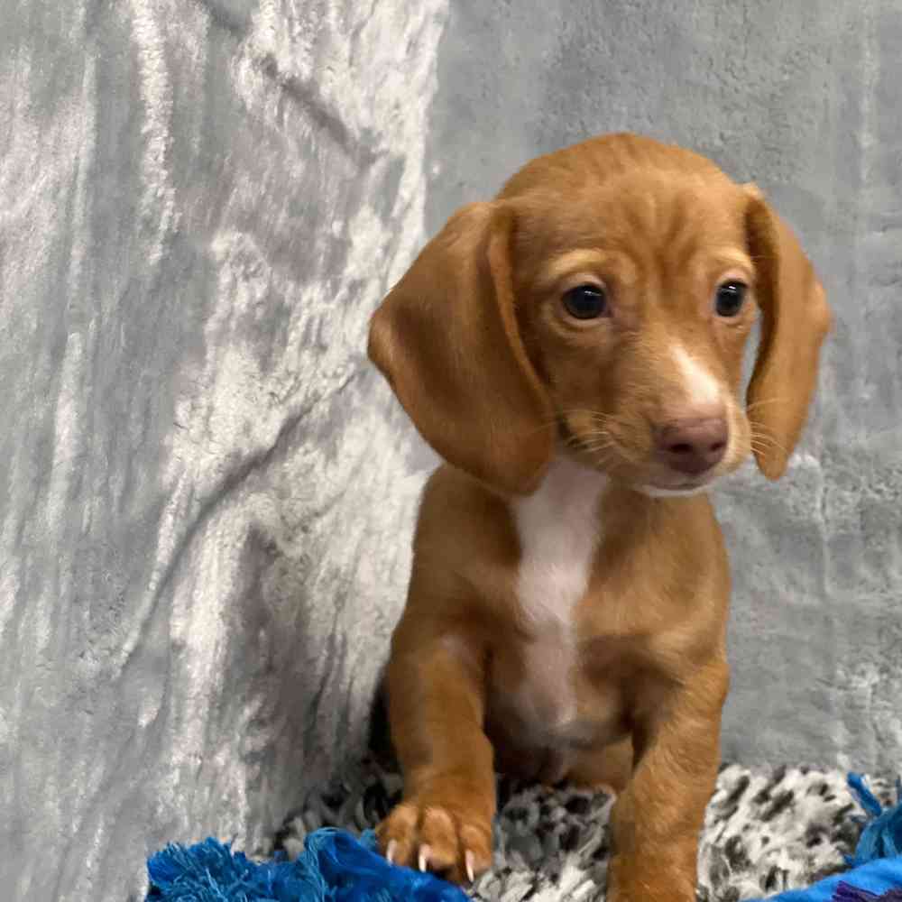 Female Dachshund puppy named Calypso for sale at Puppy Dreams - Junction City.