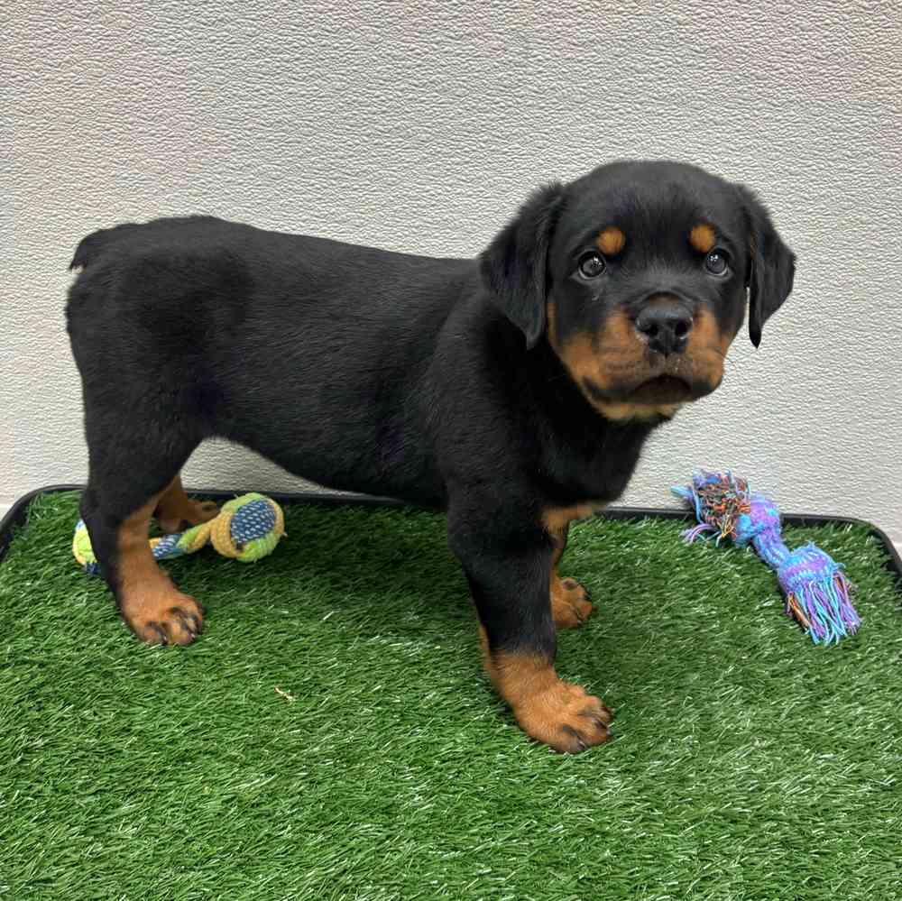 Male Rottweiler puppy named Hephaestus for sale at Puppy Dreams - Junction City.