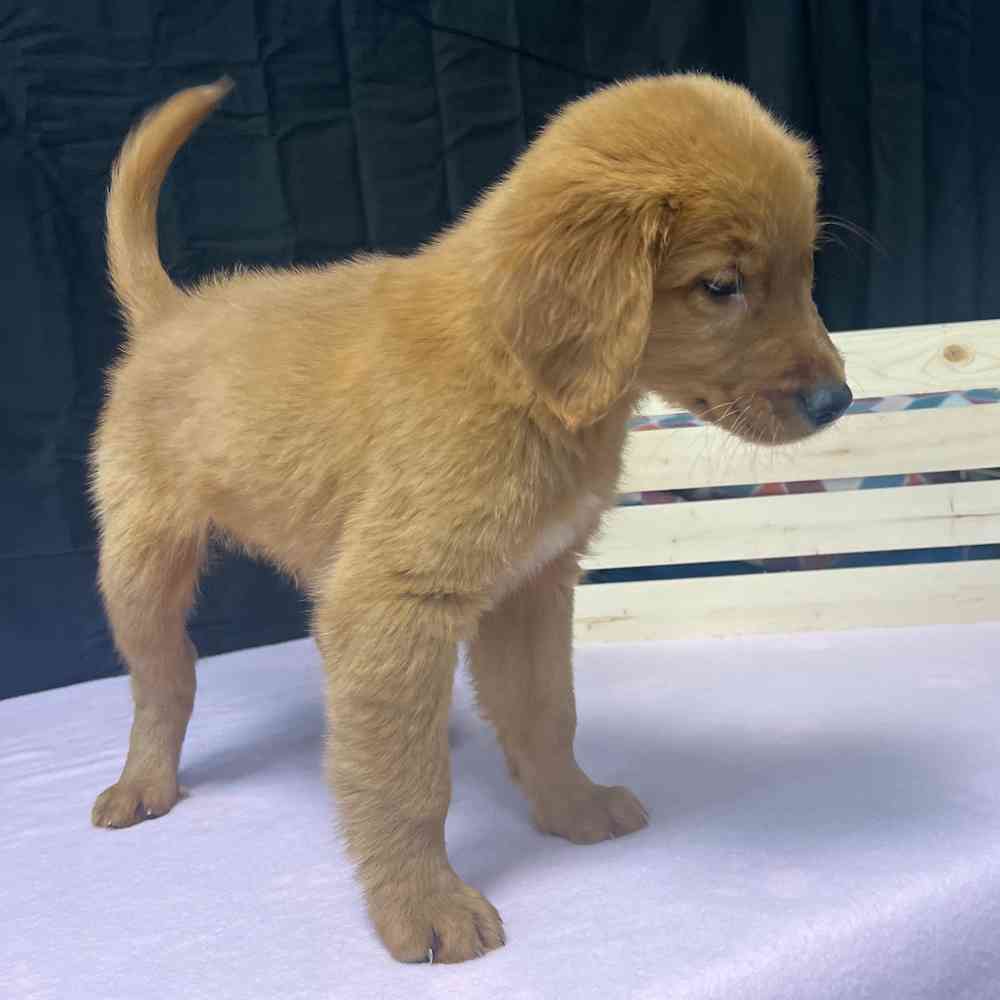 Male Golden Retriever puppy named Buddy for sale at Puppy Dreams - Junction City.