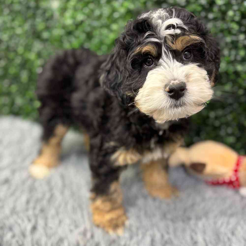 Male Bernadoodle puppy named Benny for sale at Puppy Dreams - Wichita West.