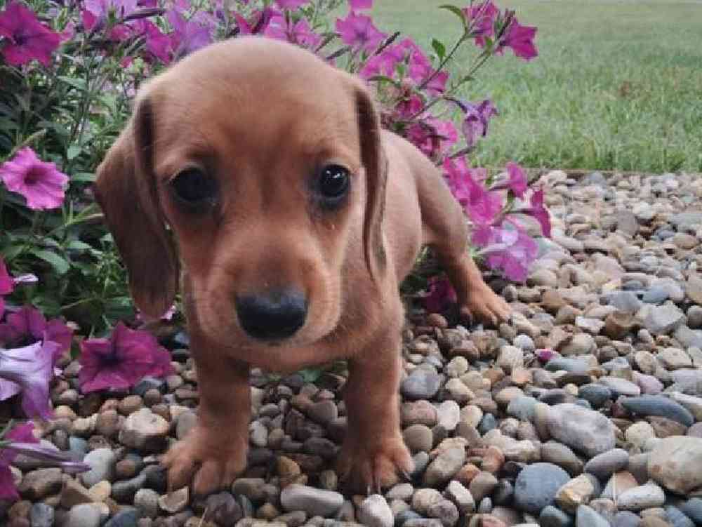 Male Dachshund puppy named Apollo for sale at Puppy Dreams - Junction City.