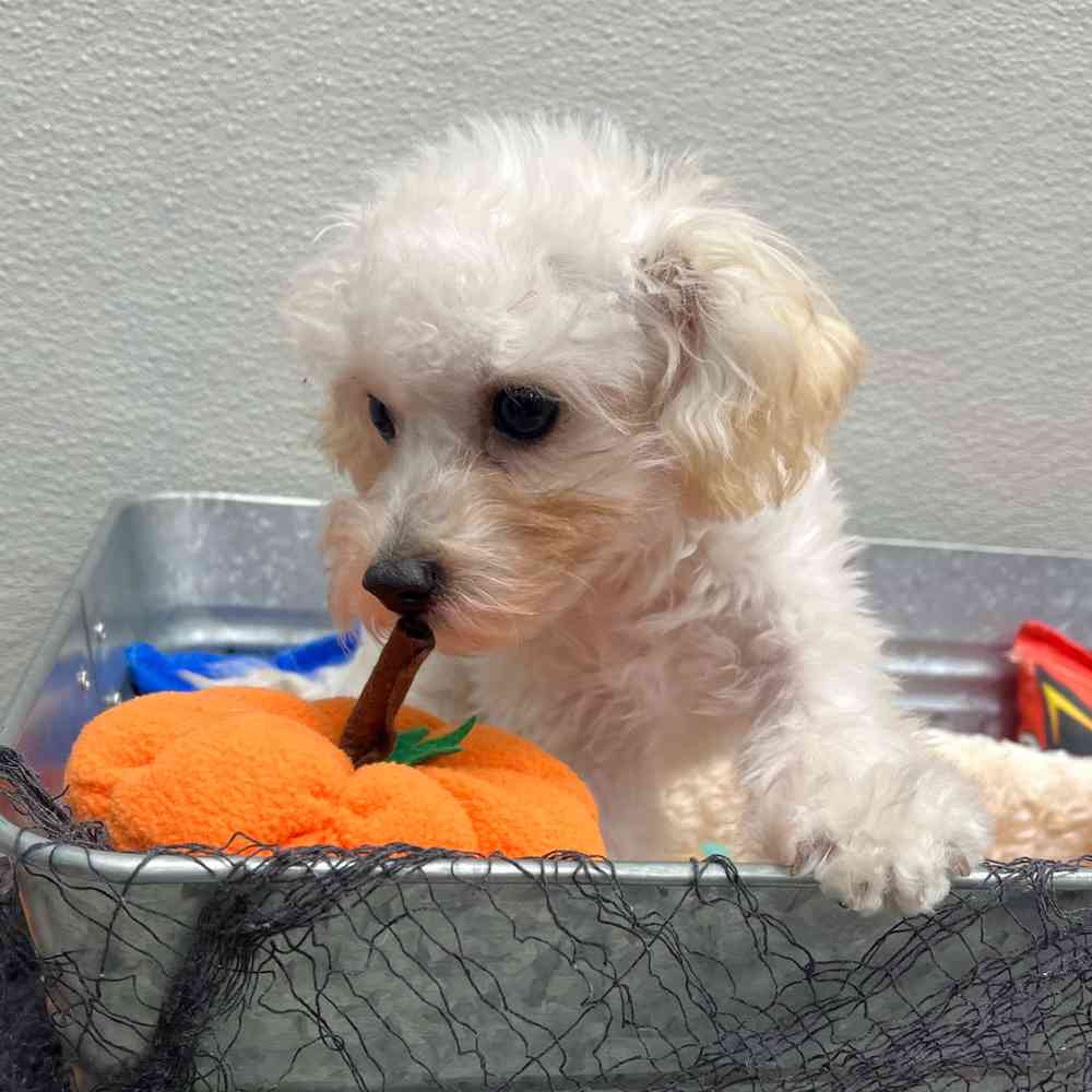 Male Maltipoo puppy named Nugget for sale at Puppy Dreams - Wichita West.