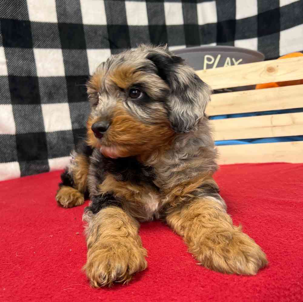 Male Mini Aussie Poo puppy named Bane for sale at Puppy Dreams - Junction City.