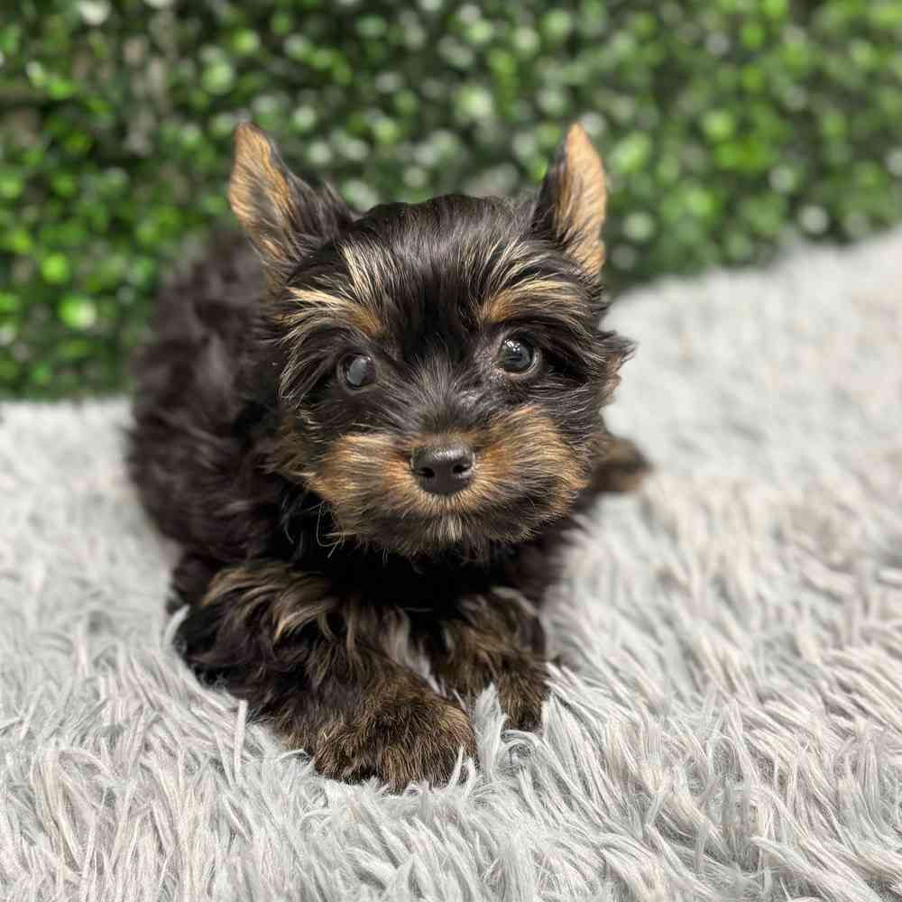 Male Yorkie puppy named Bear for sale at Puppy Dreams - Junction City.