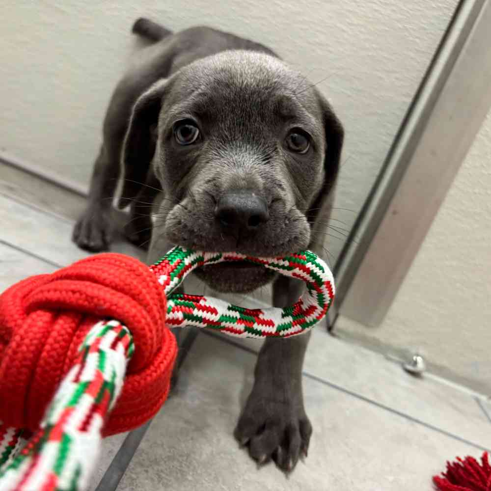 Female Cane Corso puppy named Nova for sale at Puppy Dreams - Wichita West.