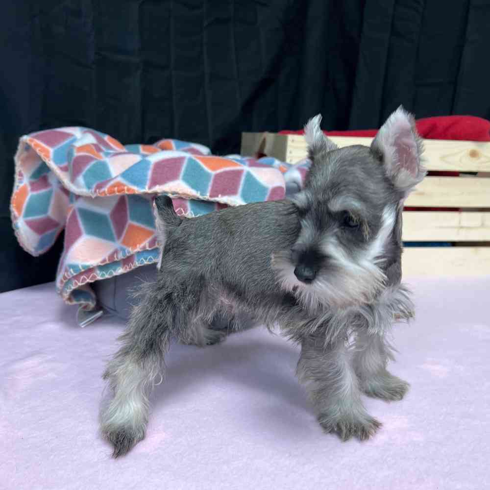 Male Mini Schnauzer puppy named Castiel for sale at Puppy Dreams - Junction City.