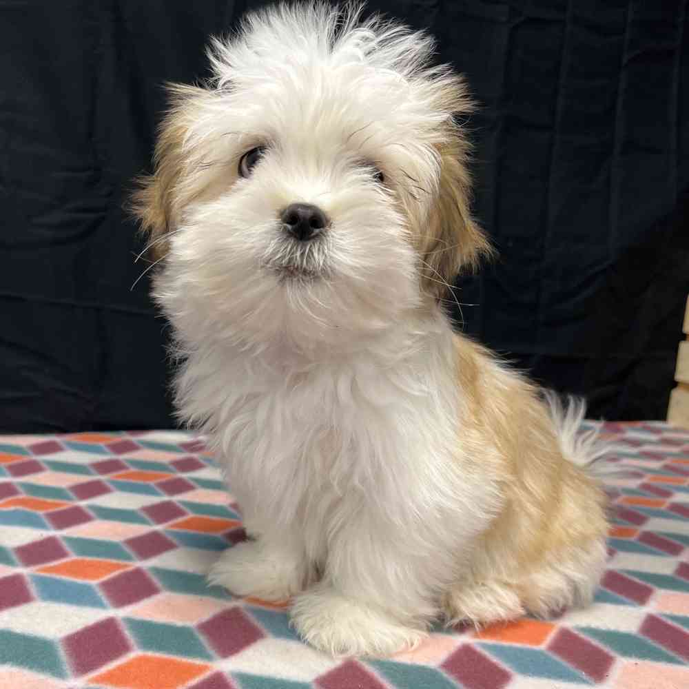 Female Lhasa Apso puppy named Scarlett for sale at Puppy Dreams - Junction City.