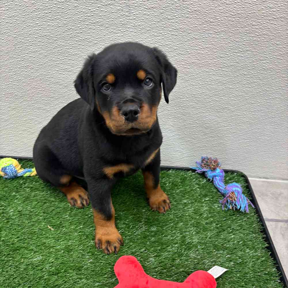 Male Rottweiler puppy named Hephaestus for sale at Puppy Dreams - Junction City.