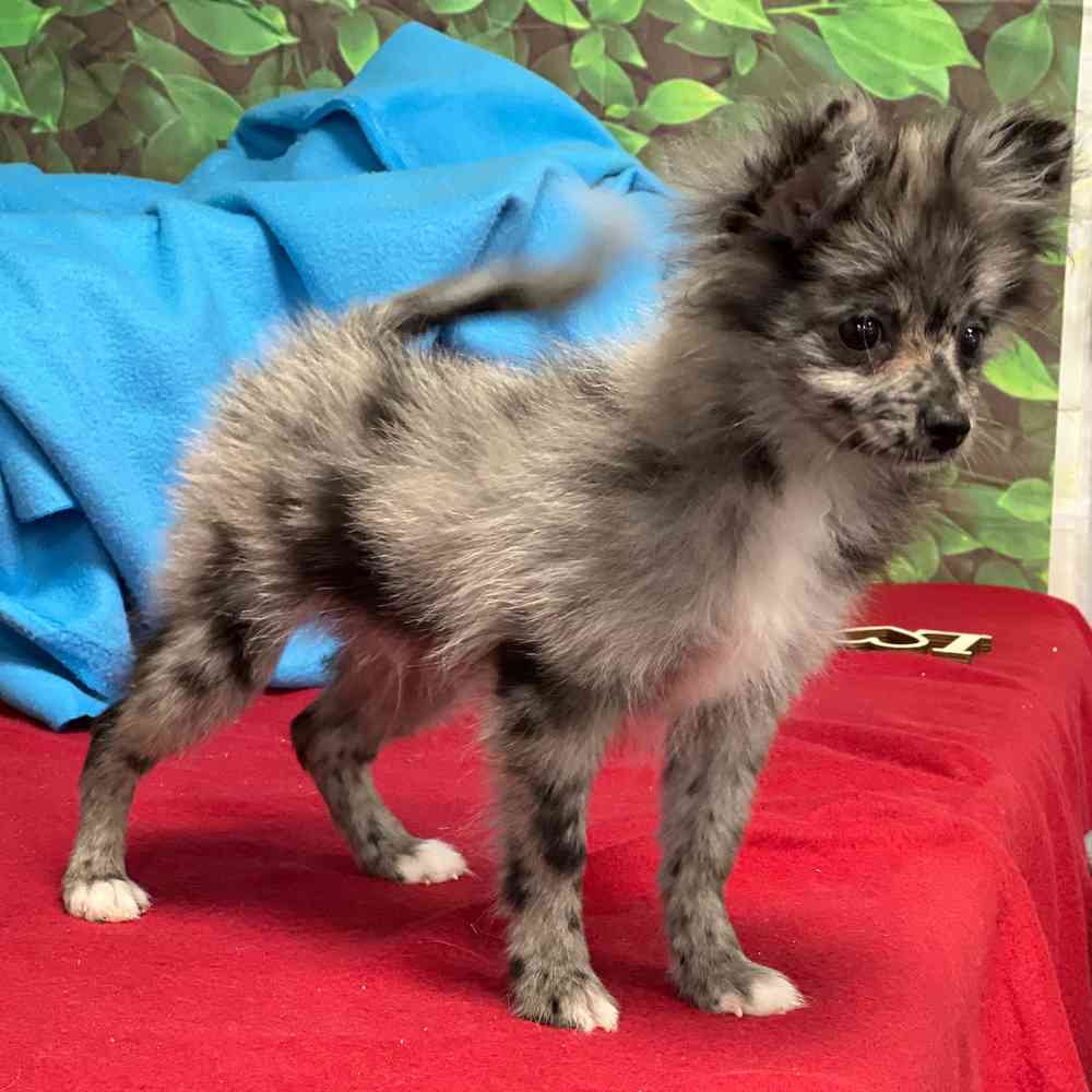 Male Pomeranian puppy named Chico for sale at Puppy Dreams - Junction City.