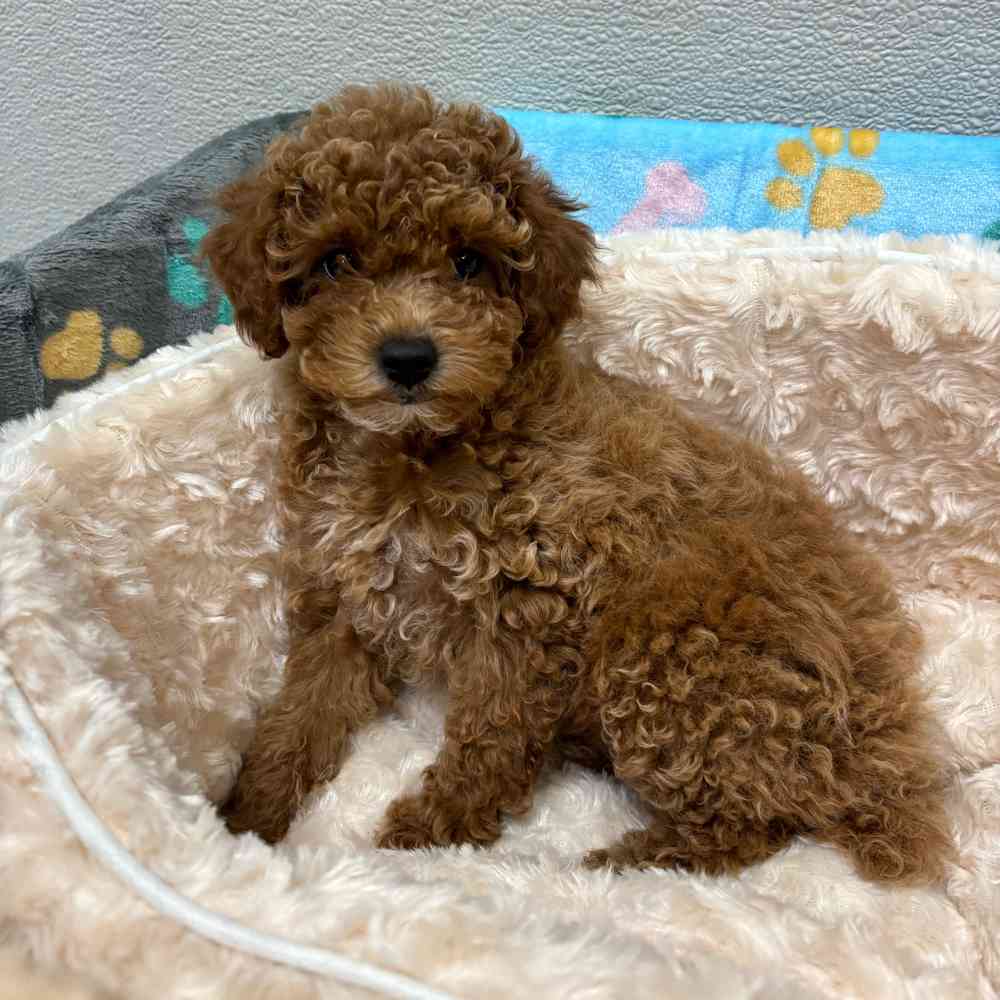 Female Bichon-Poodle puppy named Bette for sale at Puppy Dreams - Wichita West.