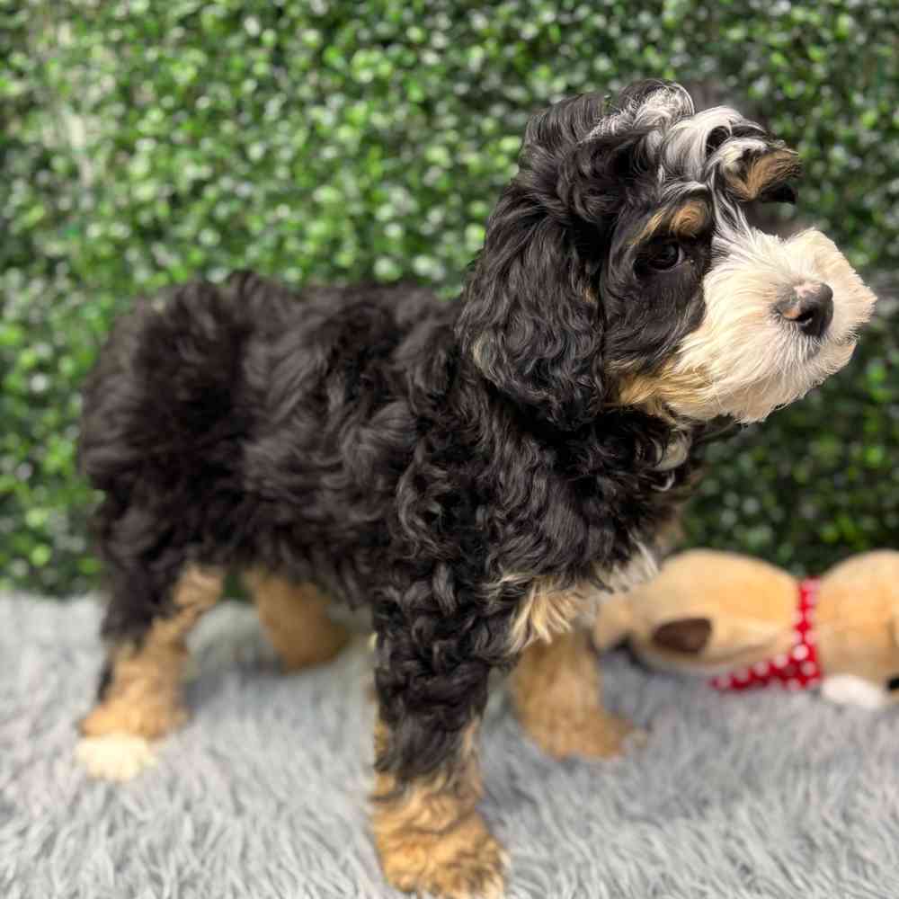 Male Bernadoodle puppy named Benny for sale at Puppy Dreams - Wichita West.