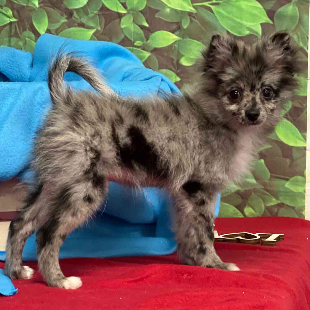 Male Pomeranian puppy named Chico for sale at Puppy Dreams - Junction City.
