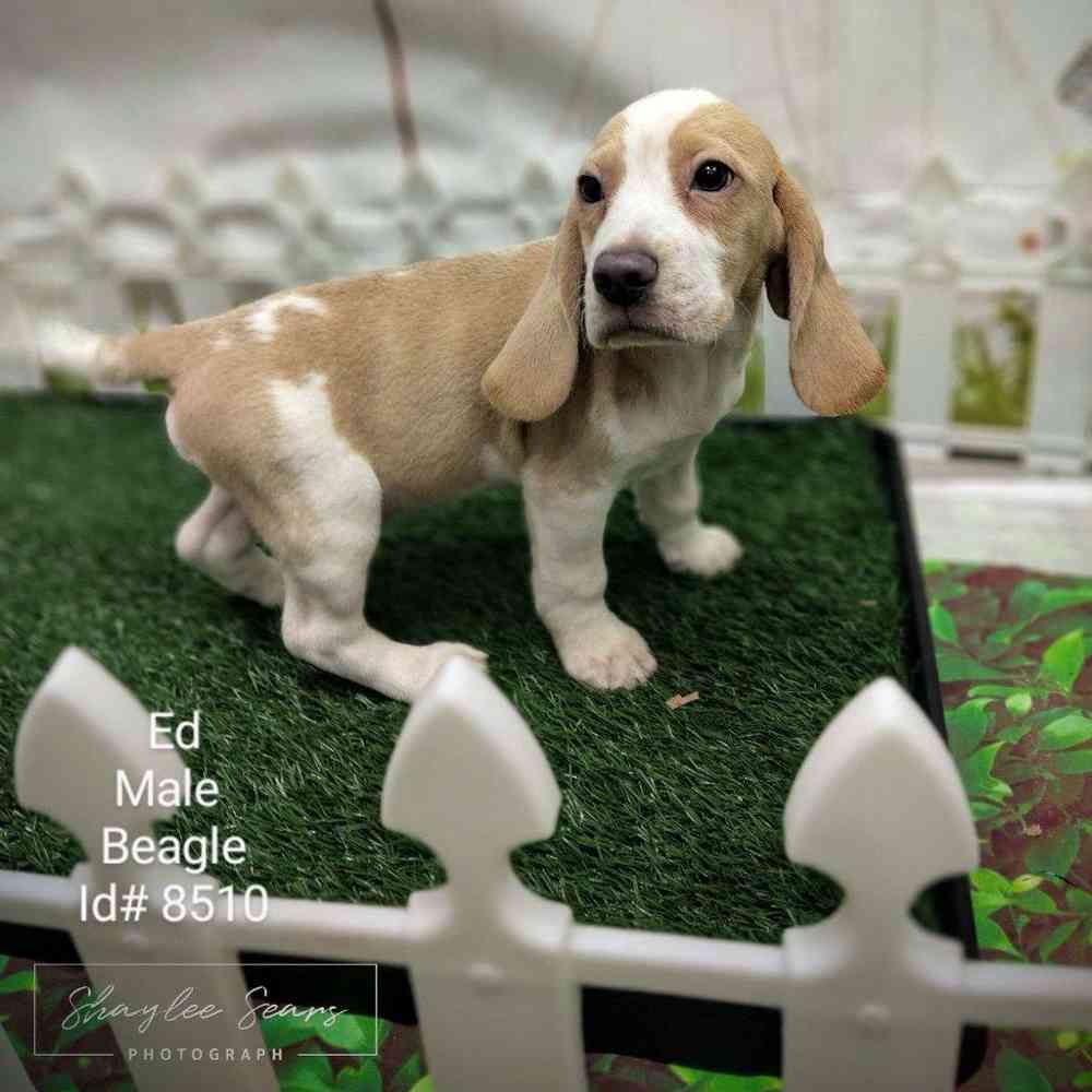 Male Beagle puppy named Angus for sale at Puppy Dreams - Junction City.