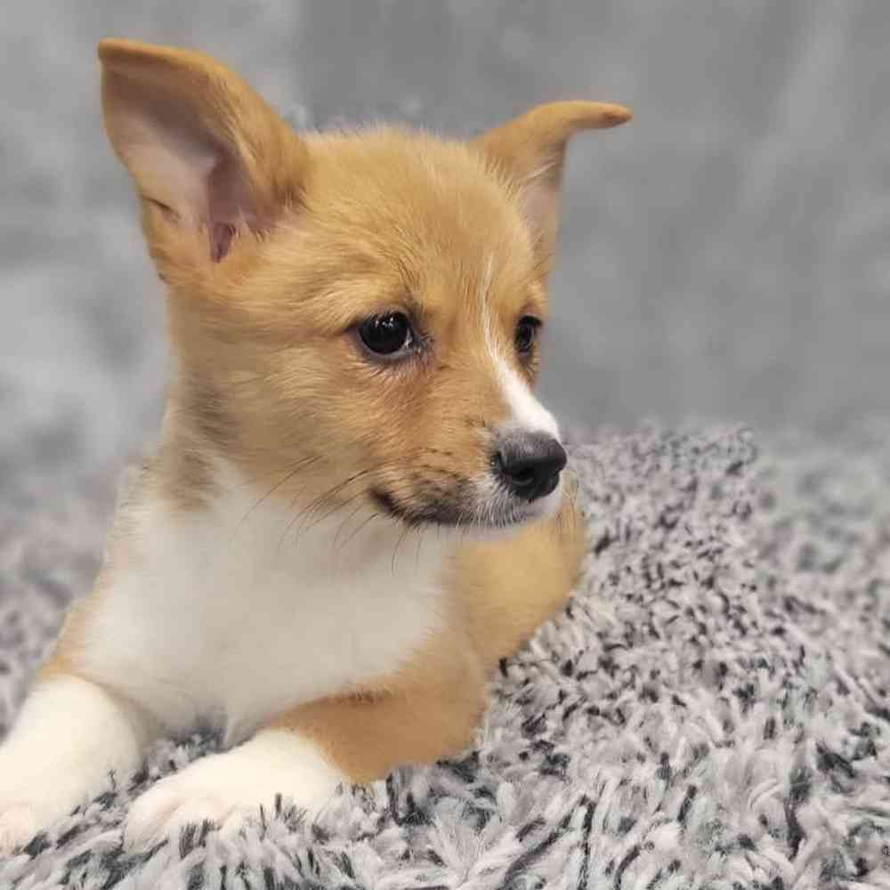 Female Pembroke Welsh Corgi puppy named Rosemary for sale at Puppy Dreams - Junction City.