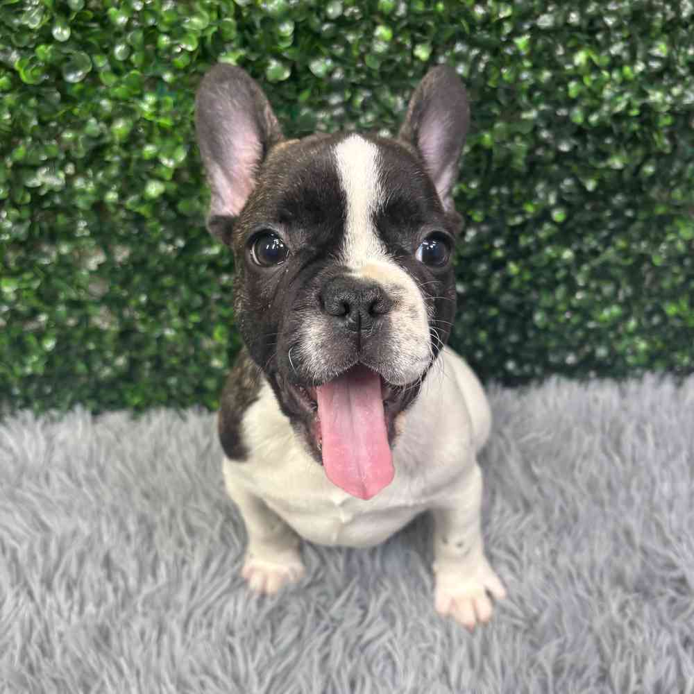 Male French Bulldog puppy named Bruno for sale at Puppy Dreams - Wichita West.