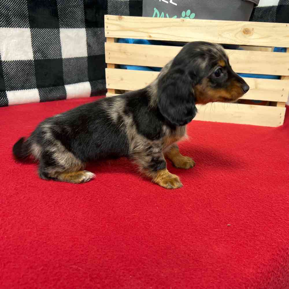 Female Dachshund puppy named Mabel for sale at Puppy Dreams - Junction City.