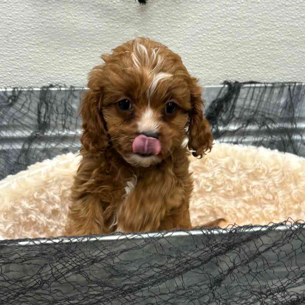 Male Cavapoo puppy named Romeo for sale at Puppy Dreams - Wichita West.
