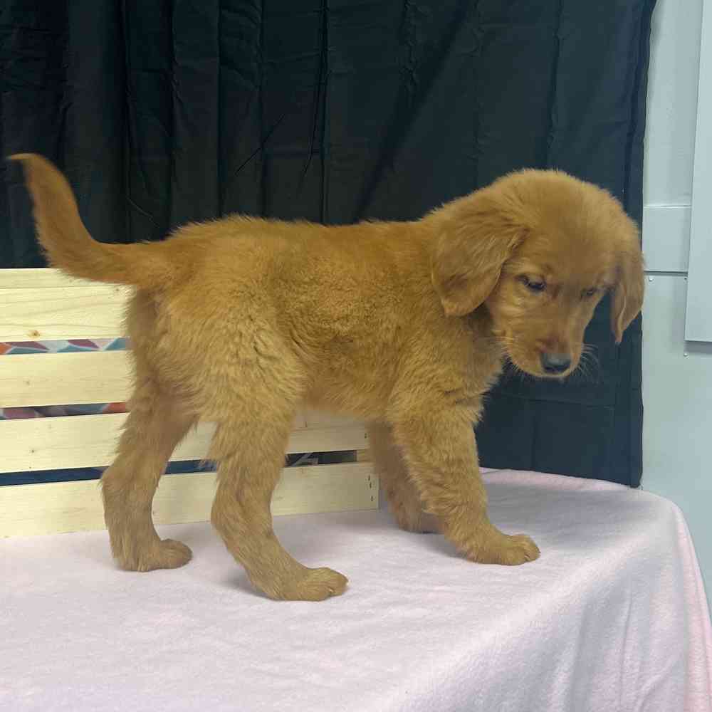 Male Golden Retriever puppy named Buddy for sale at Puppy Dreams - Junction City.