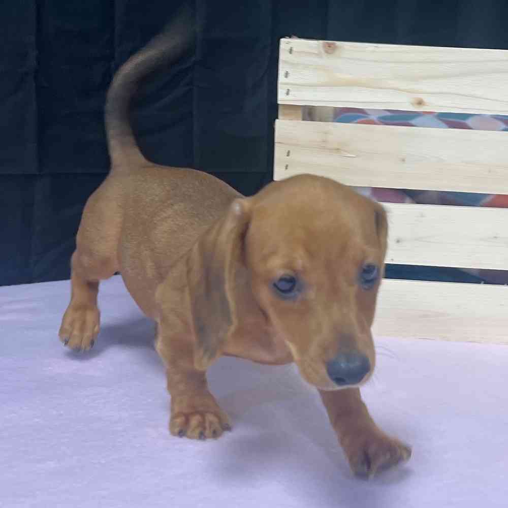 Male Dachshund puppy named Apollo for sale at Puppy Dreams - Junction City.