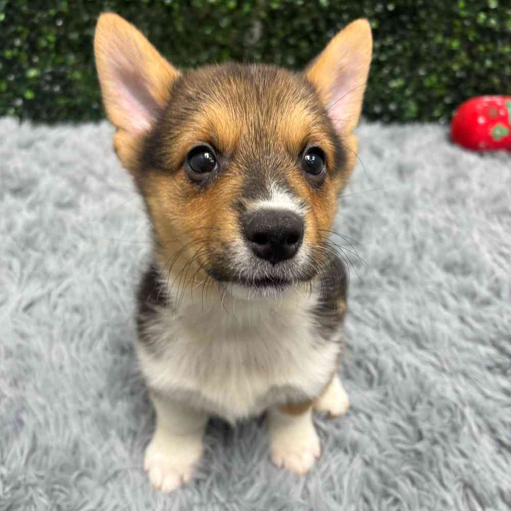 Male Pembroke Welsh Corgi puppy named Breeze for sale at Puppy Dreams - Wichita West.
