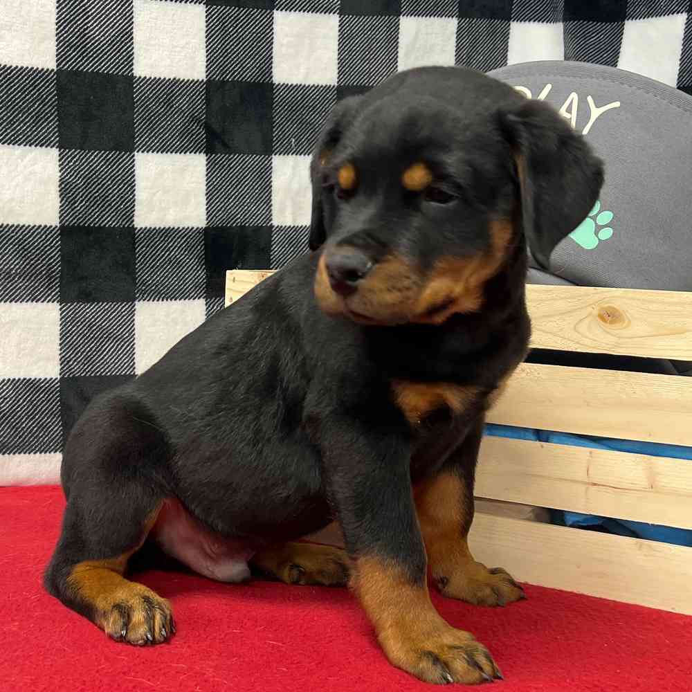 Male Rottweiler puppy named Hephaestus for sale at Puppy Dreams - Junction City.