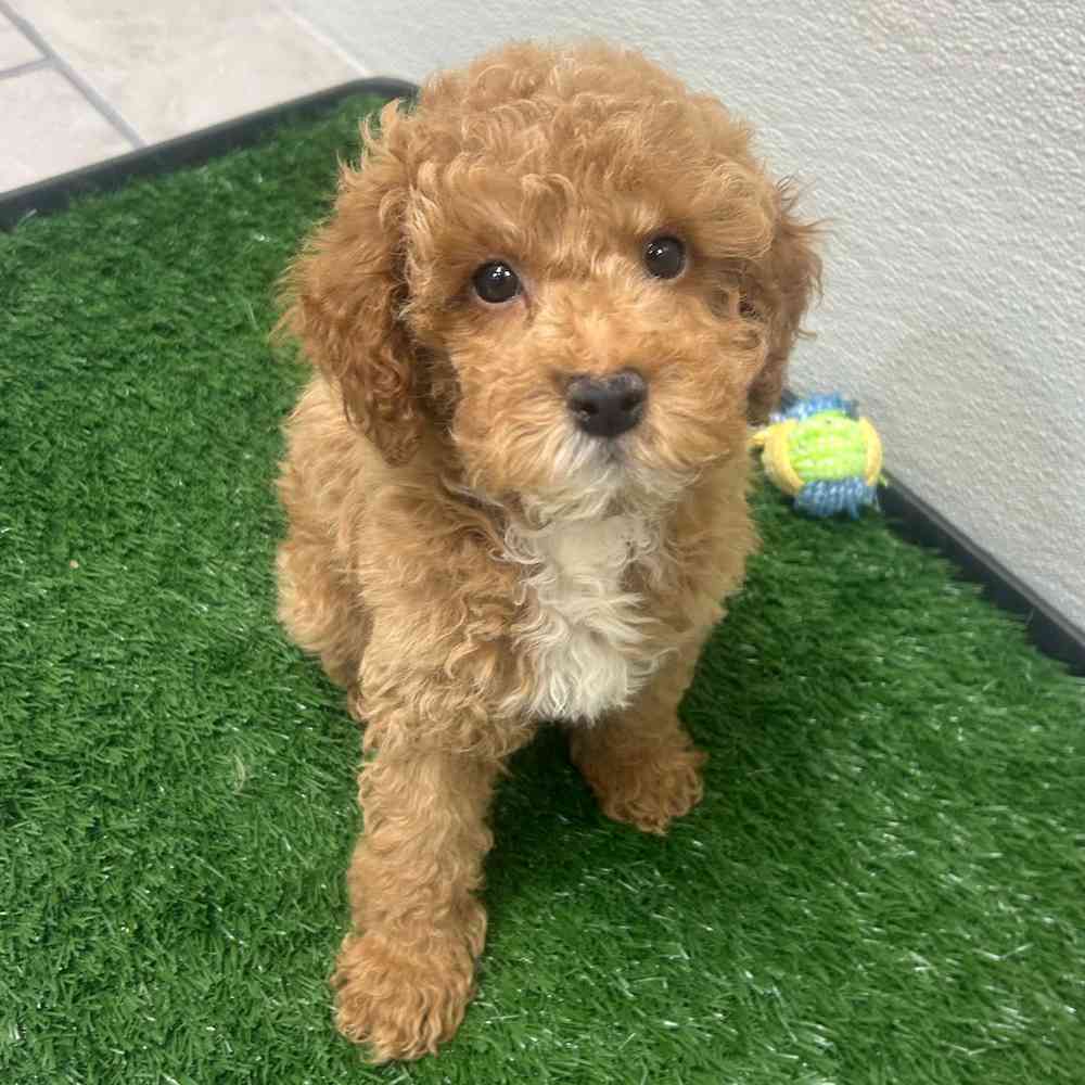 Male Mini Poodle puppy named Steve for sale at Puppy Dreams - Wichita West.