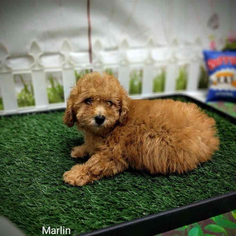 Male Bichon-Poodle puppy named Marlin for sale at Puppy Dreams - Wichita West.