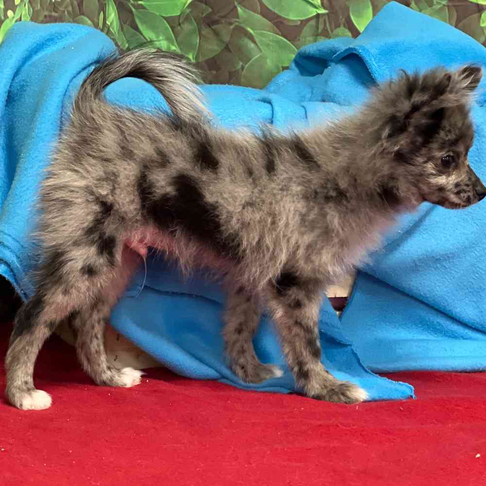 Male Pomeranian puppy named Chico for sale at Puppy Dreams - Junction City.