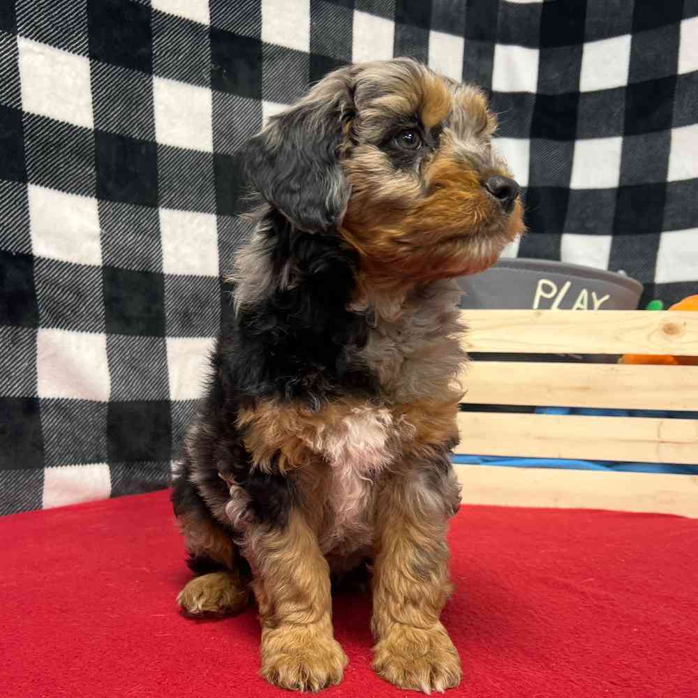 Male Mini Aussie Poo puppy named Bane for sale at Puppy Dreams - Junction City.