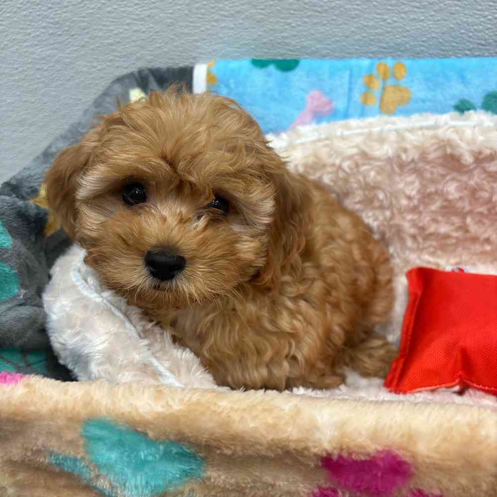 Female Cavapoo puppy named Joann for sale at Puppy Dreams - Wichita West.