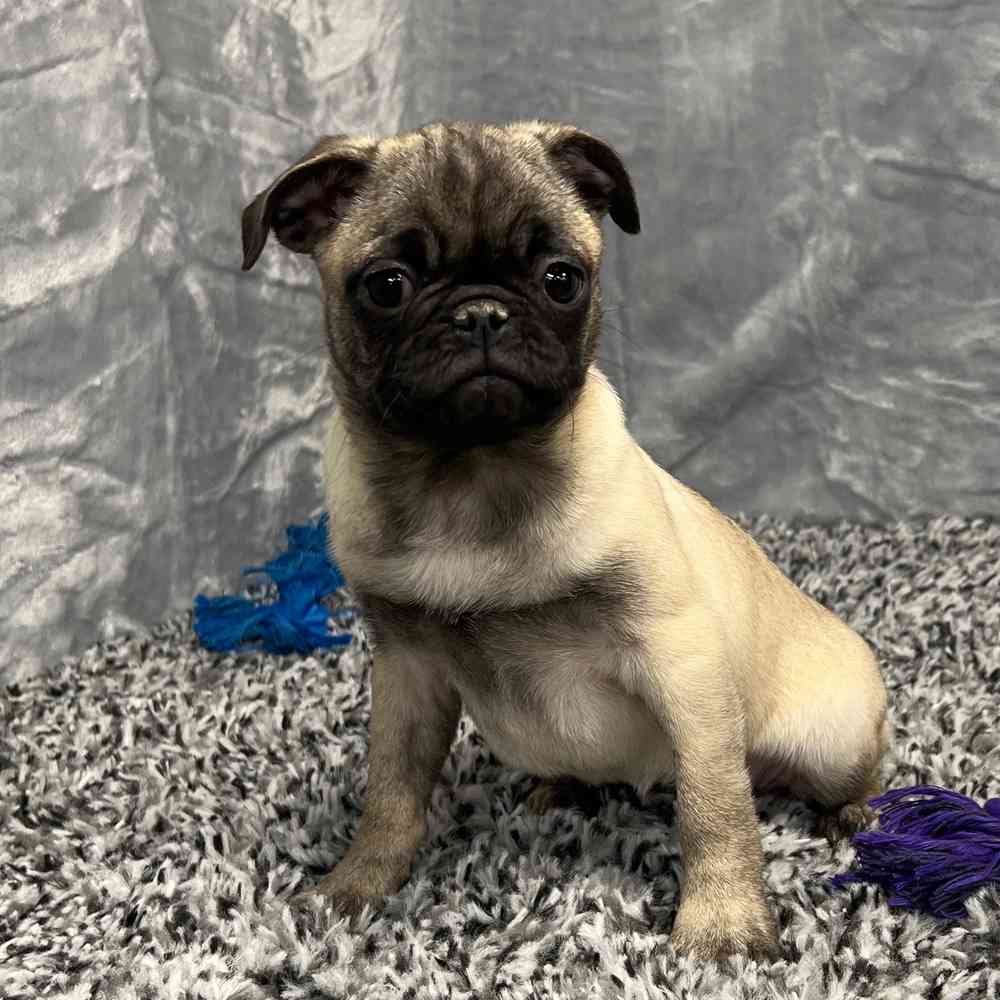 Female Pug puppy named Candy for sale at Puppy Dreams - Junction City.