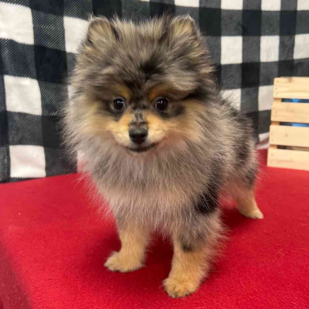 Male Pomeranian puppy named Vincent for sale at Puppy Dreams - Junction City.