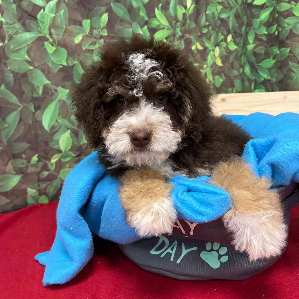 Male Bernedoodle puppy named Barney Fife for sale at Puppy Dreams - Junction City.